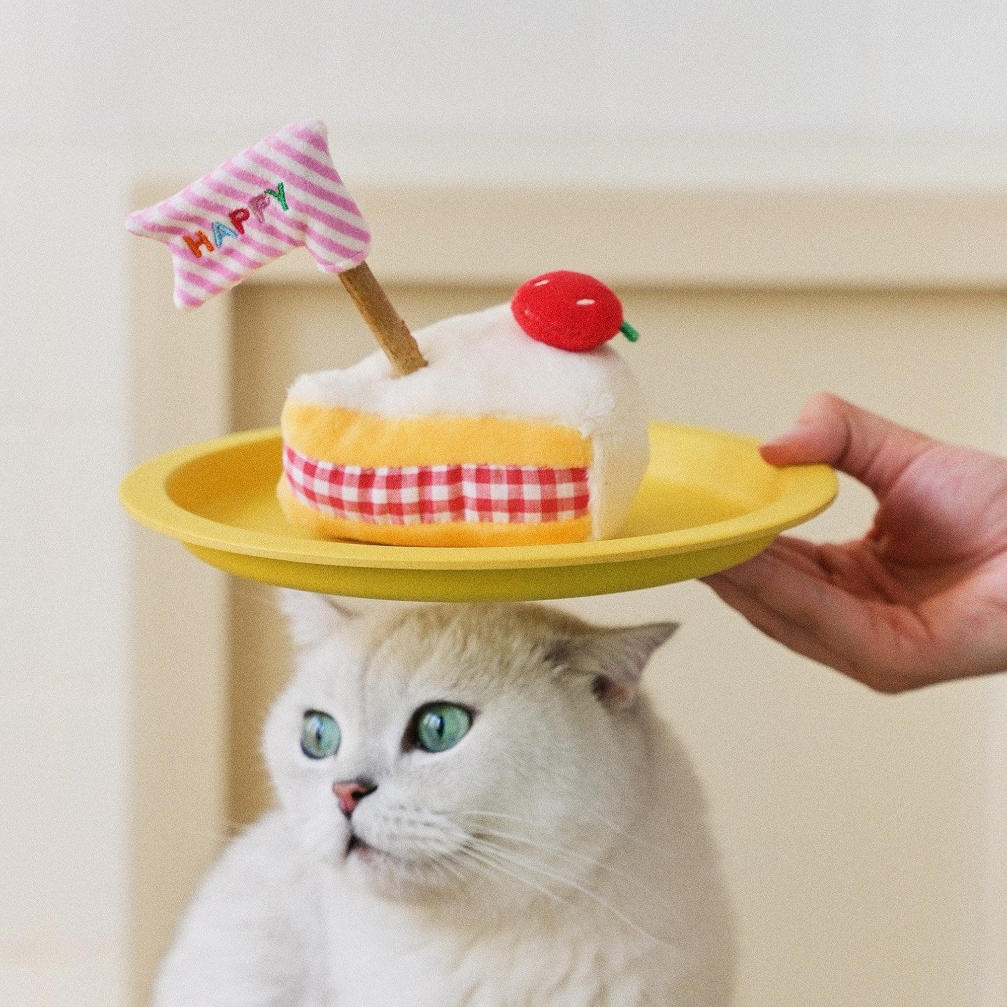 Cake cat toy on a plate balanced over a cat's head