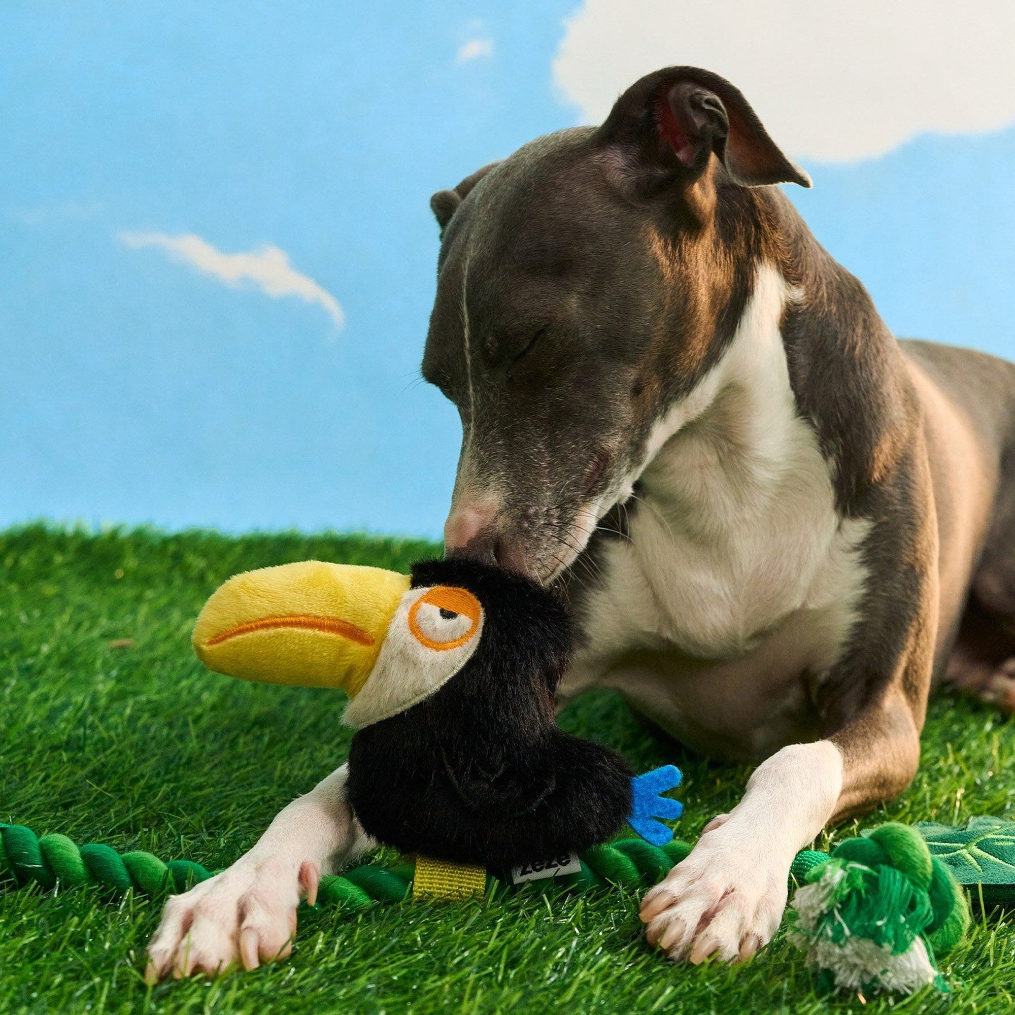Italian greyhound on grass with ZEZE Tuco the Toucan rope tug toy