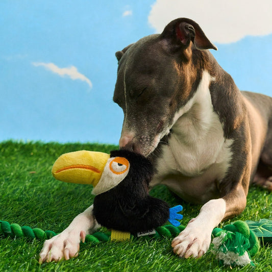Italian greyhound on grass with ZEZE Tuco the Toucan rope tug toy
