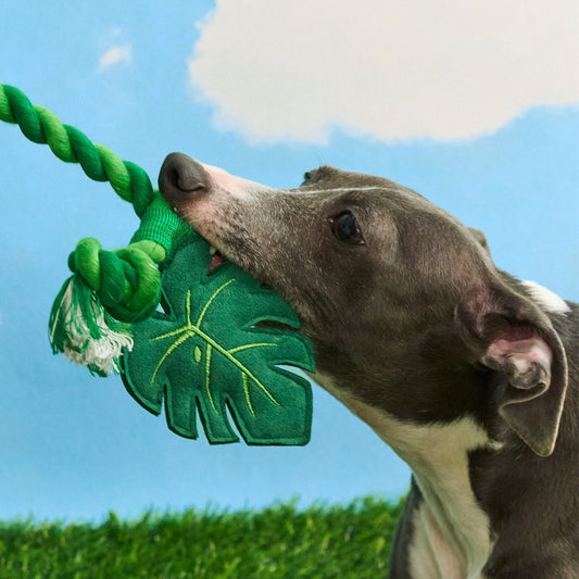 Dog biting the plush monstera leaf of the toucan toy