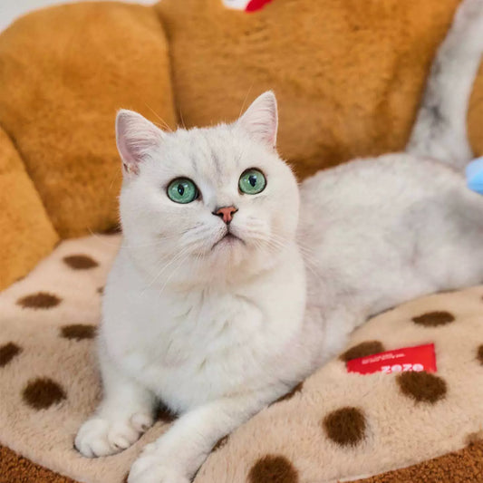 Cat lying on the soft polka-dot seat of the ZEZE Croissant pet sofa